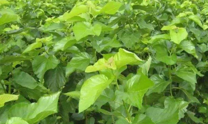 桑白皮的功效与作用 桑白皮图片-文化号