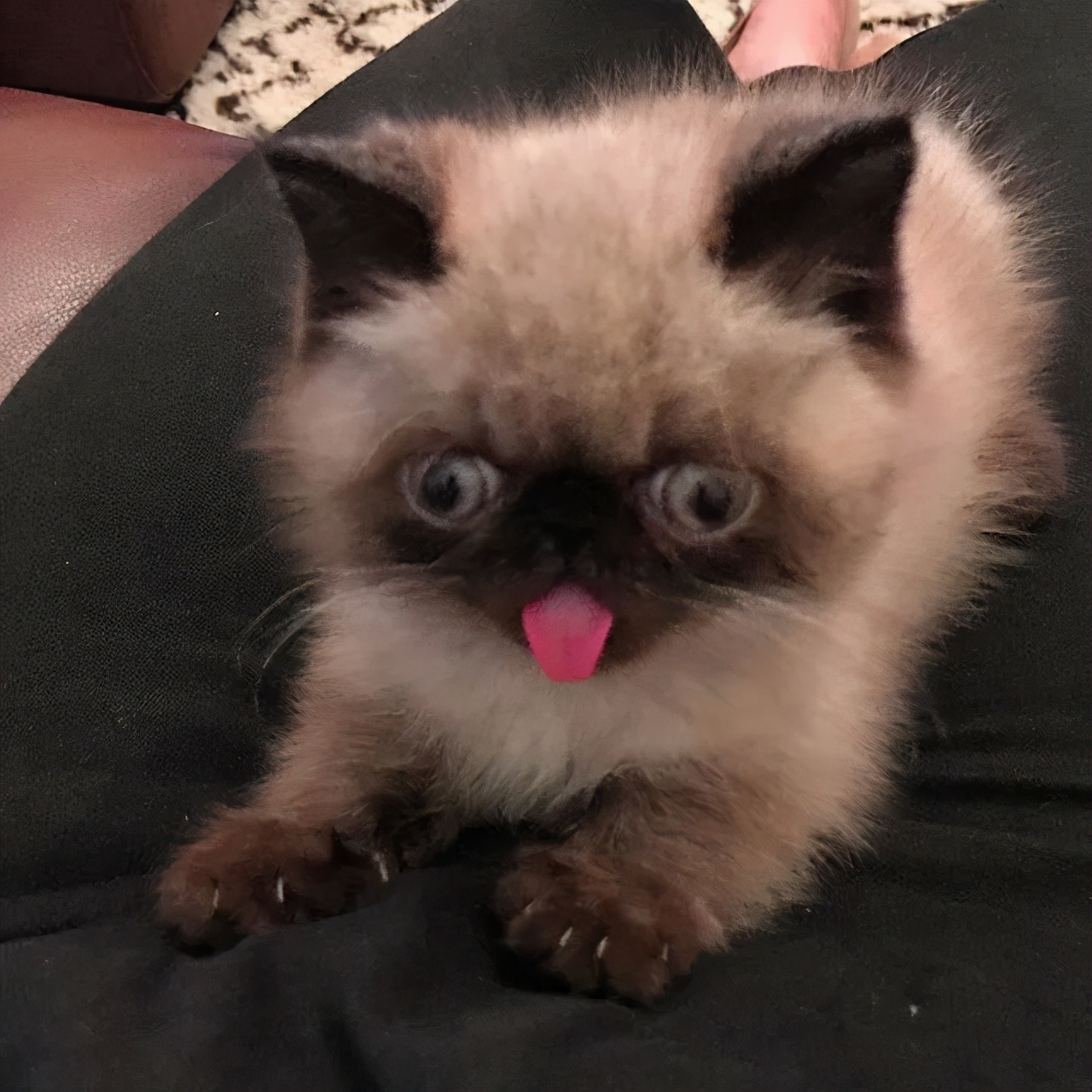 煤球猫是什么品种(爱吐舌头的小煤球来袭)