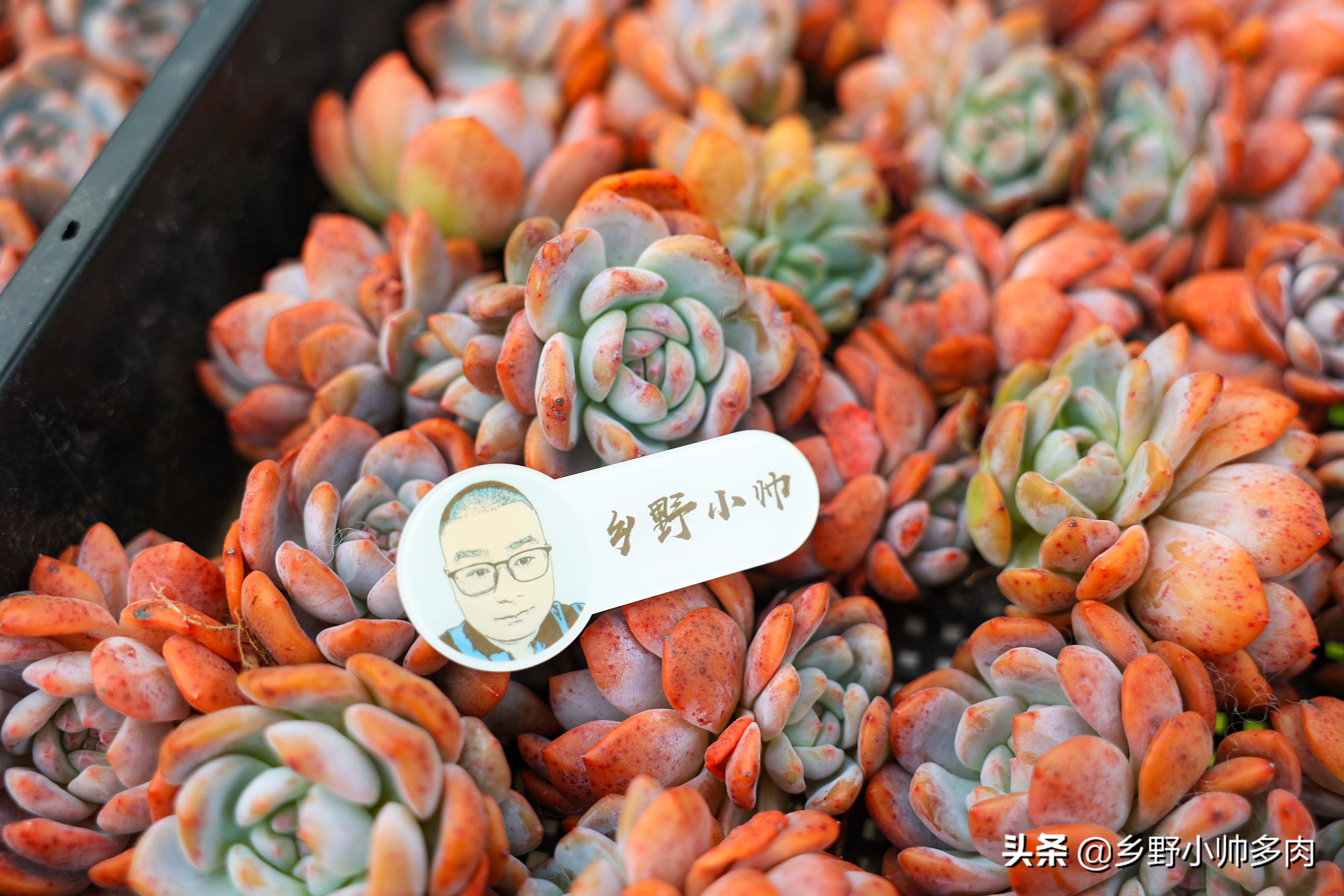 复合肥、有机肥、缓释肥,多肉用肥到底怎么选?听小帅讲解