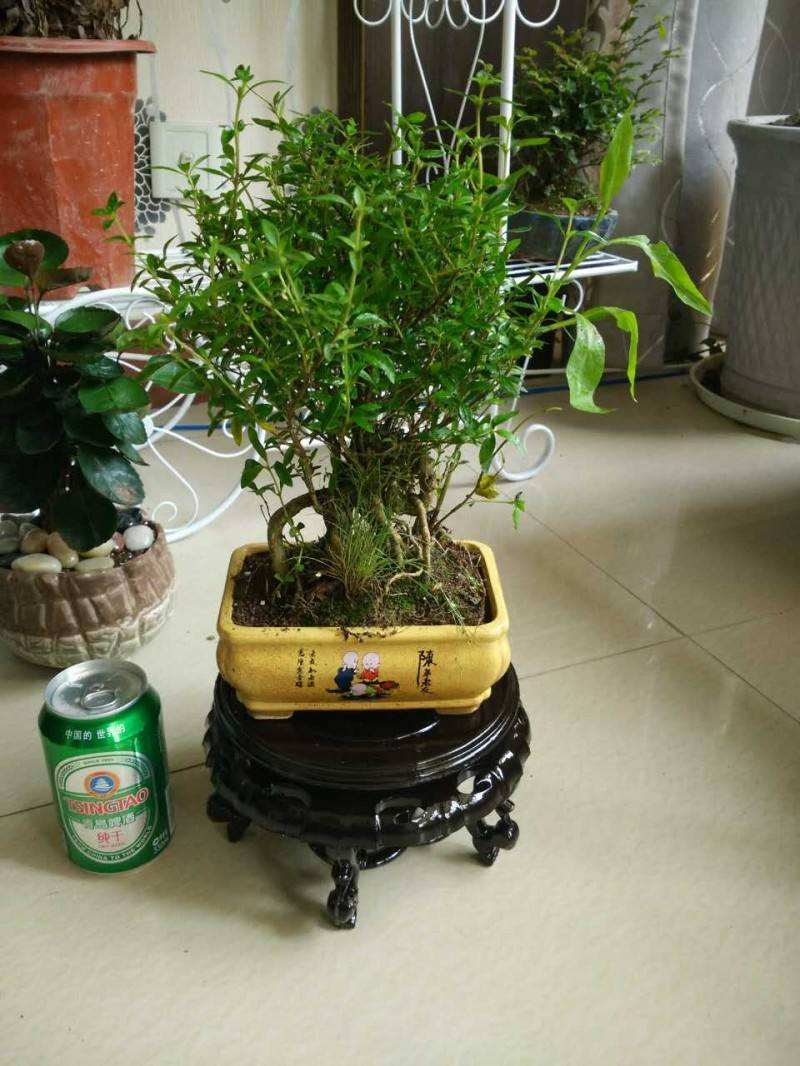 六月雪盆景怎么养护,四步走就能成,优雅蓬松,小巧有致!