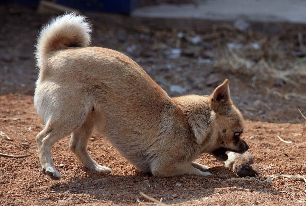 狗拿耗子,真的是多管闲事吗?你可能还被蒙在鼓里