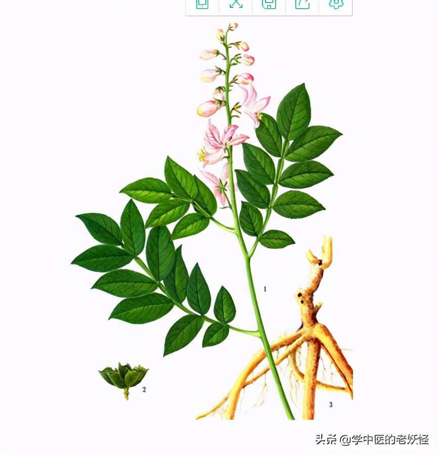 白廯皮的功效与作用(白鲜皮的功效与作用)-我的快乐小窝