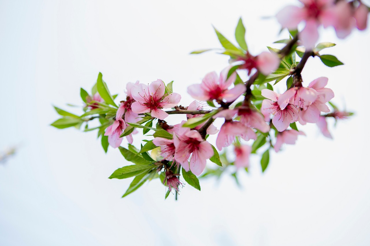 桃花诗(桃花诗词最著名的几首)