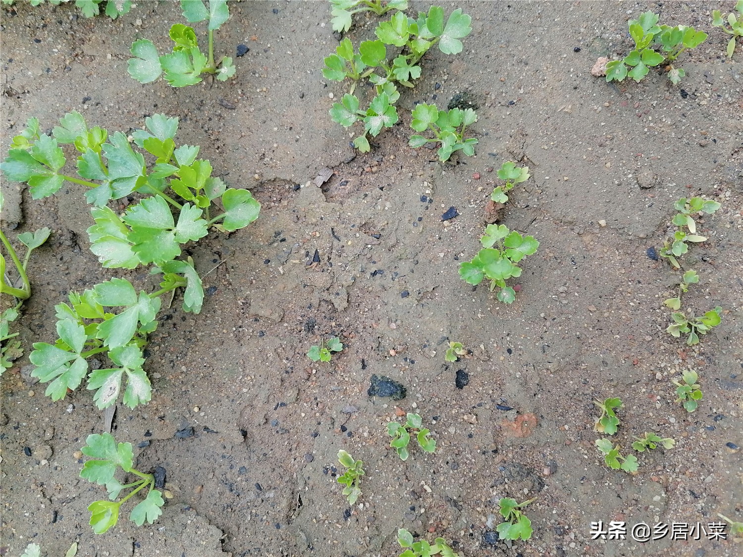 小叶芹菜图片大全（四季小香芹是冬季蔬菜叶菜之一）