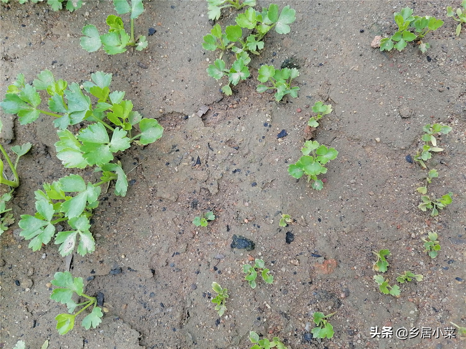 小叶芹菜图片大全（四季小香芹是冬季蔬菜叶菜之一）