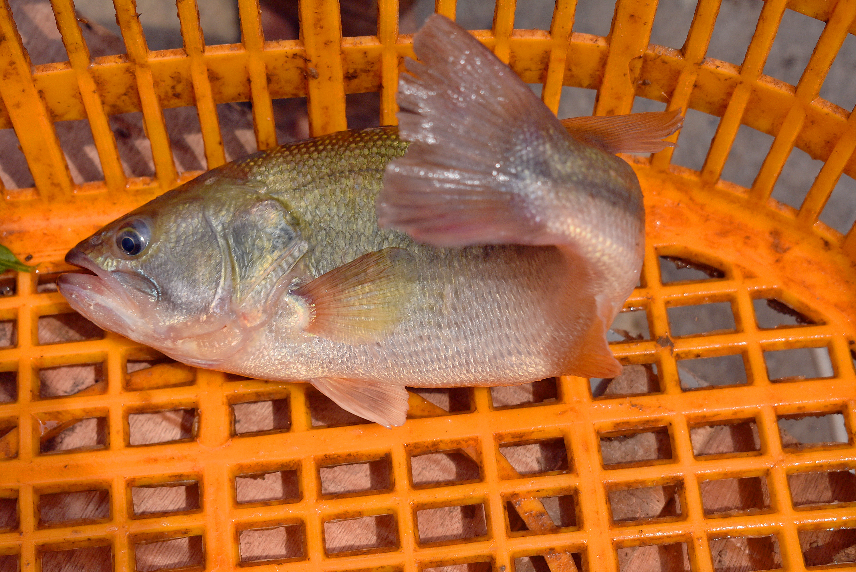 河鱸魚價格行情今日價「成都鱸魚批發價格行情」-友友