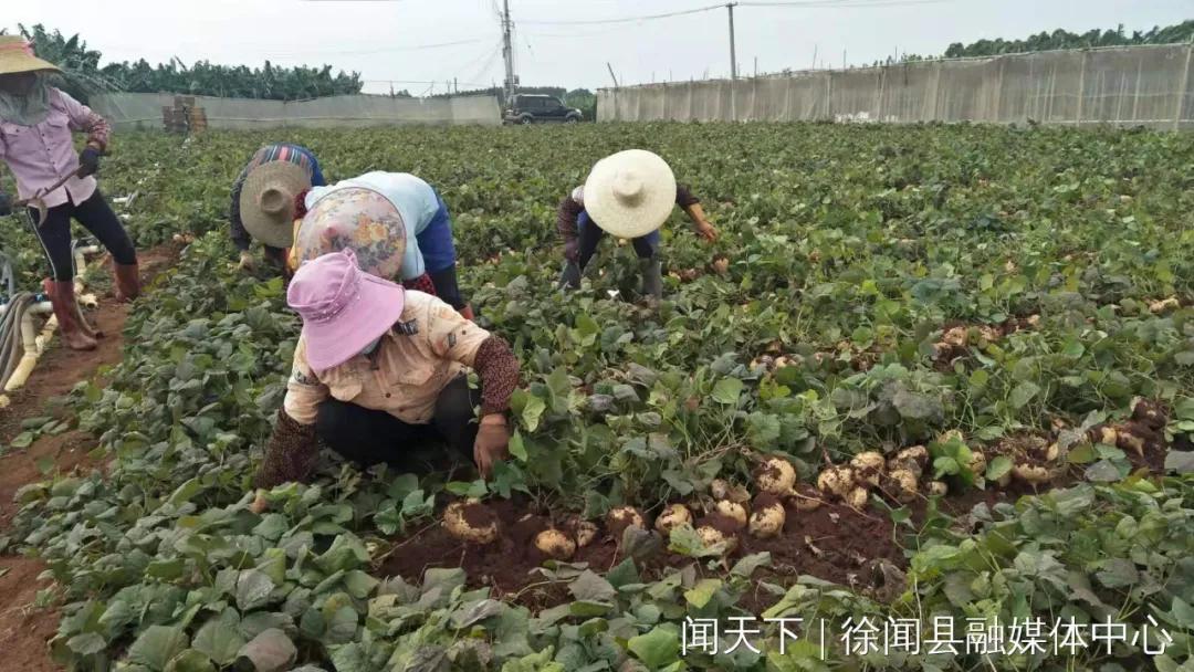 湛江今日牛价活牛行情「湛江今日眼科医院」