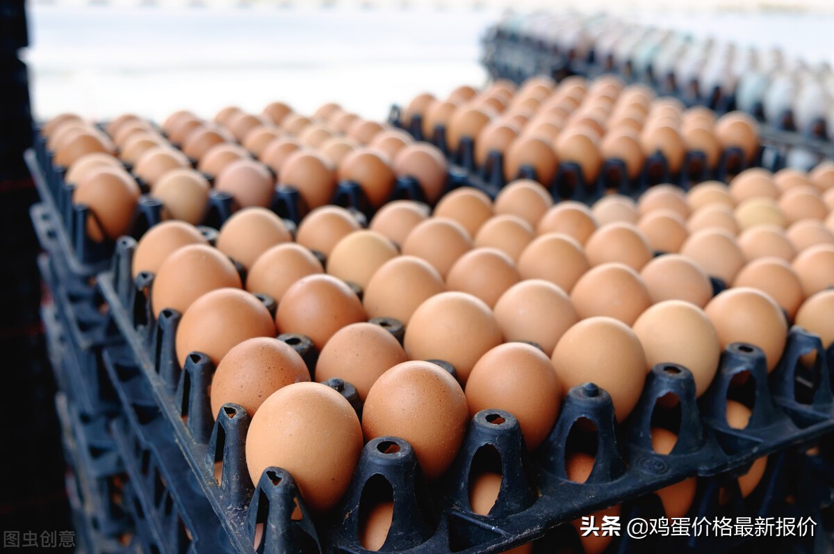 今日鸡蛋价格期货「今日鸡蛋价格多少钱一斤」