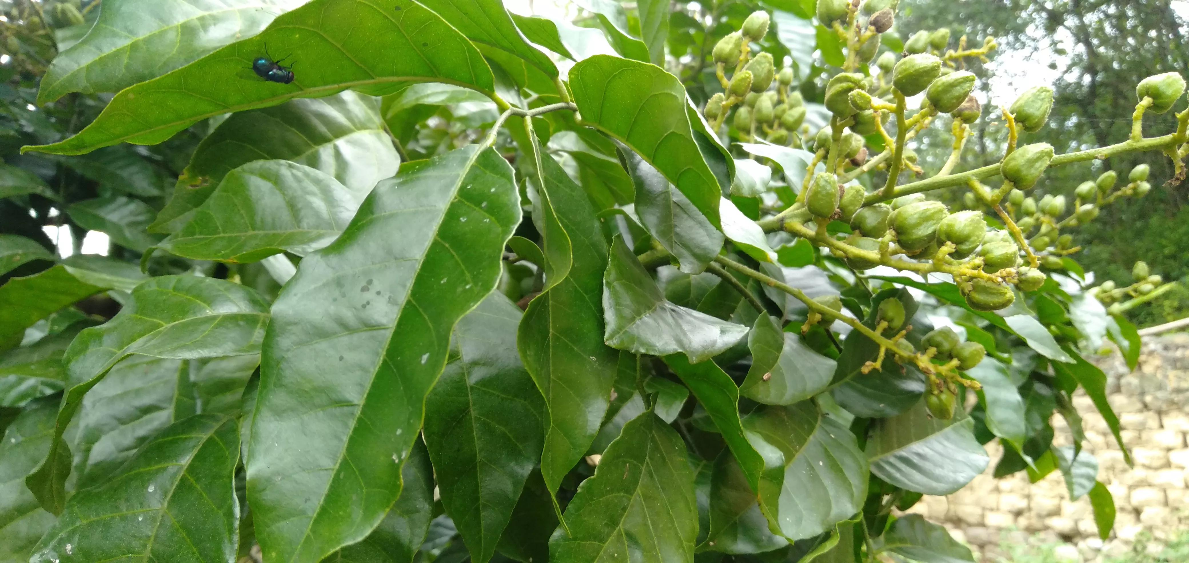 黄皮果的功效与作用 黄皮果叶的功效及禁忌-春风号