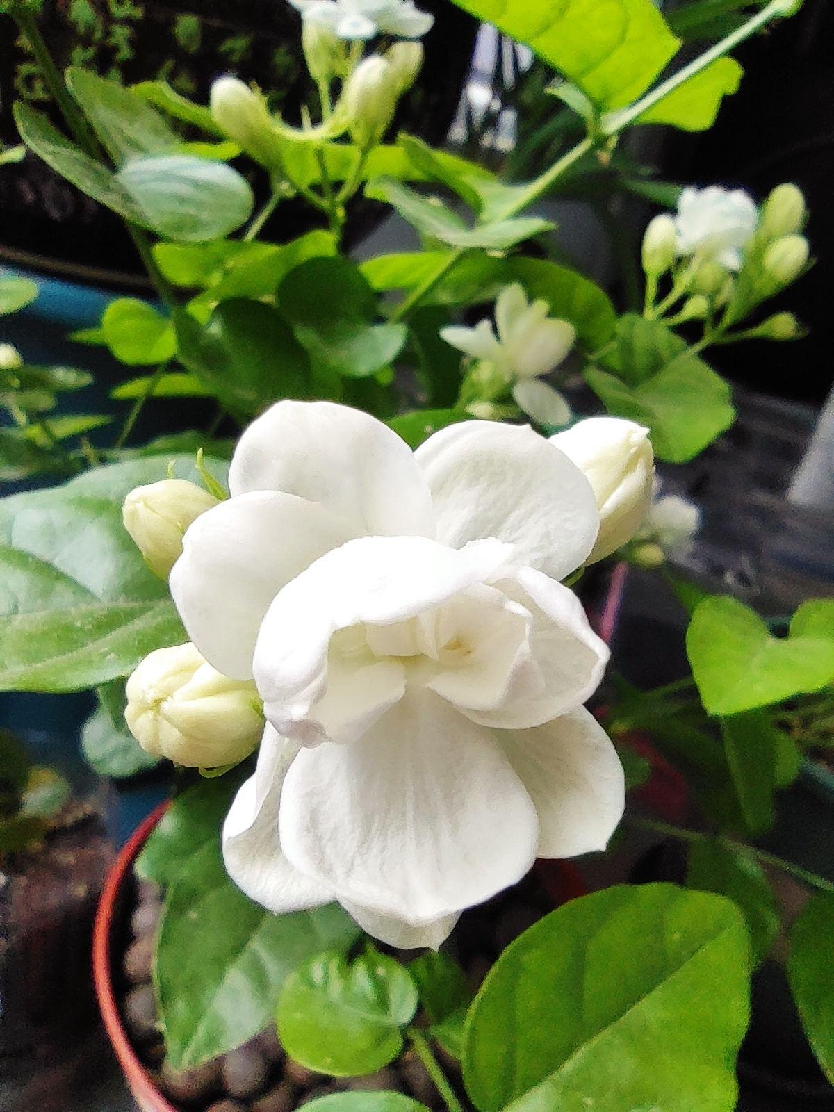 6种花是“活香水”,摆在家里非常好看,满屋子飘香