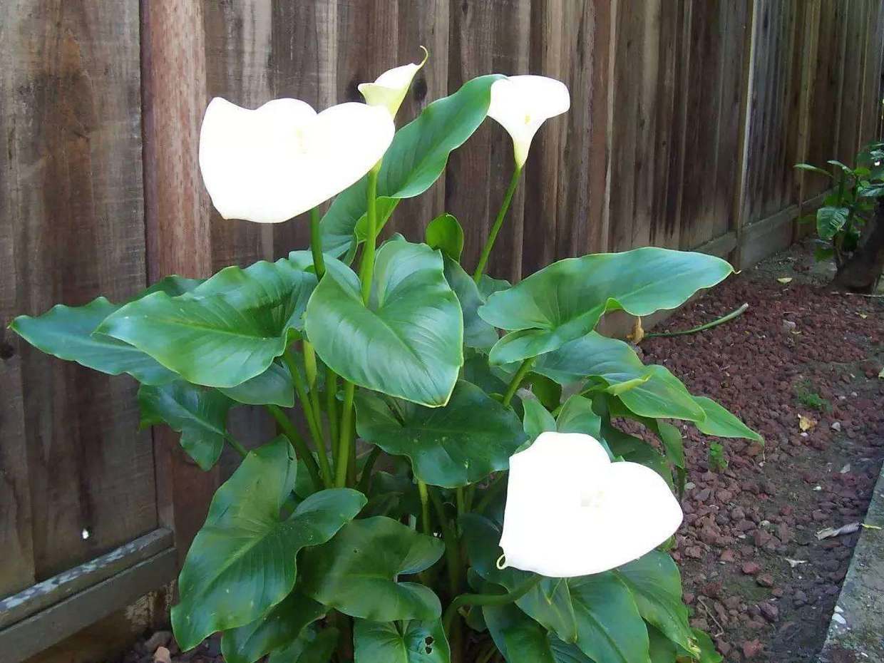 开花优雅花语美,马蹄莲家养没那么简单,几个关键点要知道