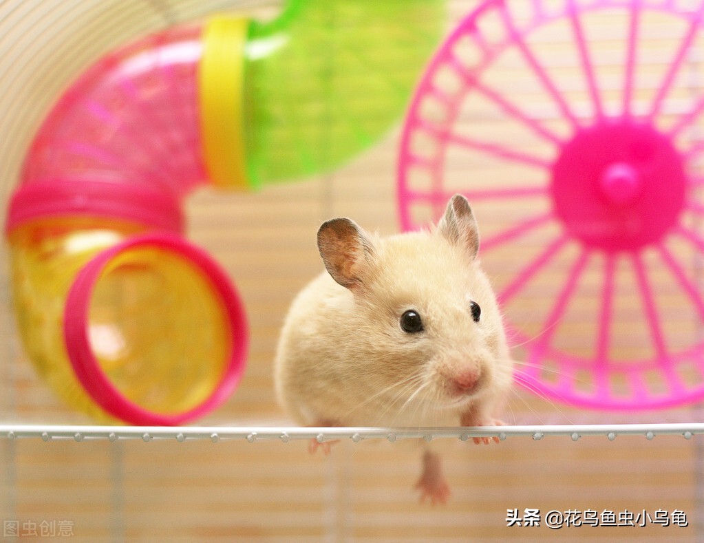新手如何养仓鼠（注意这七点养好仓鼠也很简单）
