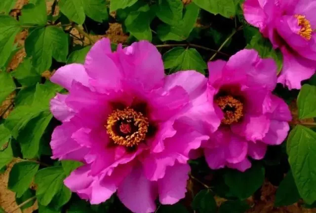 100种名贵牡丹鉴赏 绘画好素材（报花名）
