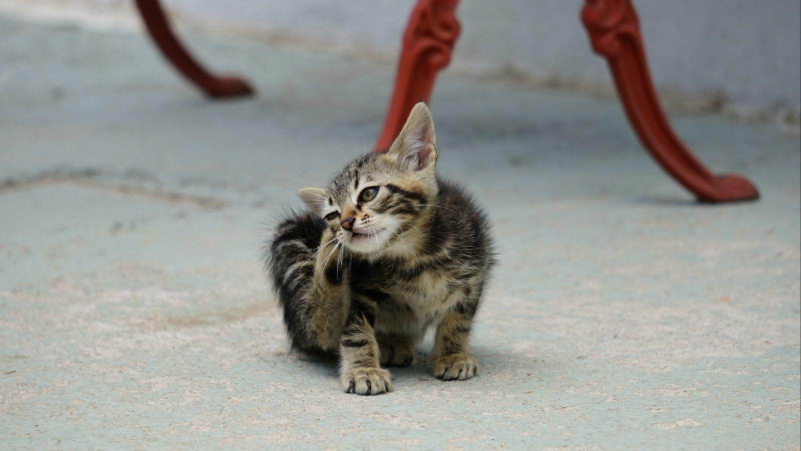 猫过敏有什么症状（猫咪过敏时会呈现怎样的症状）