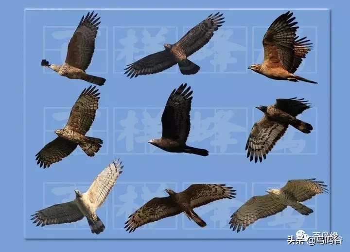 猛禽大全——中国东部地区27种迁徙类猛禽辨识