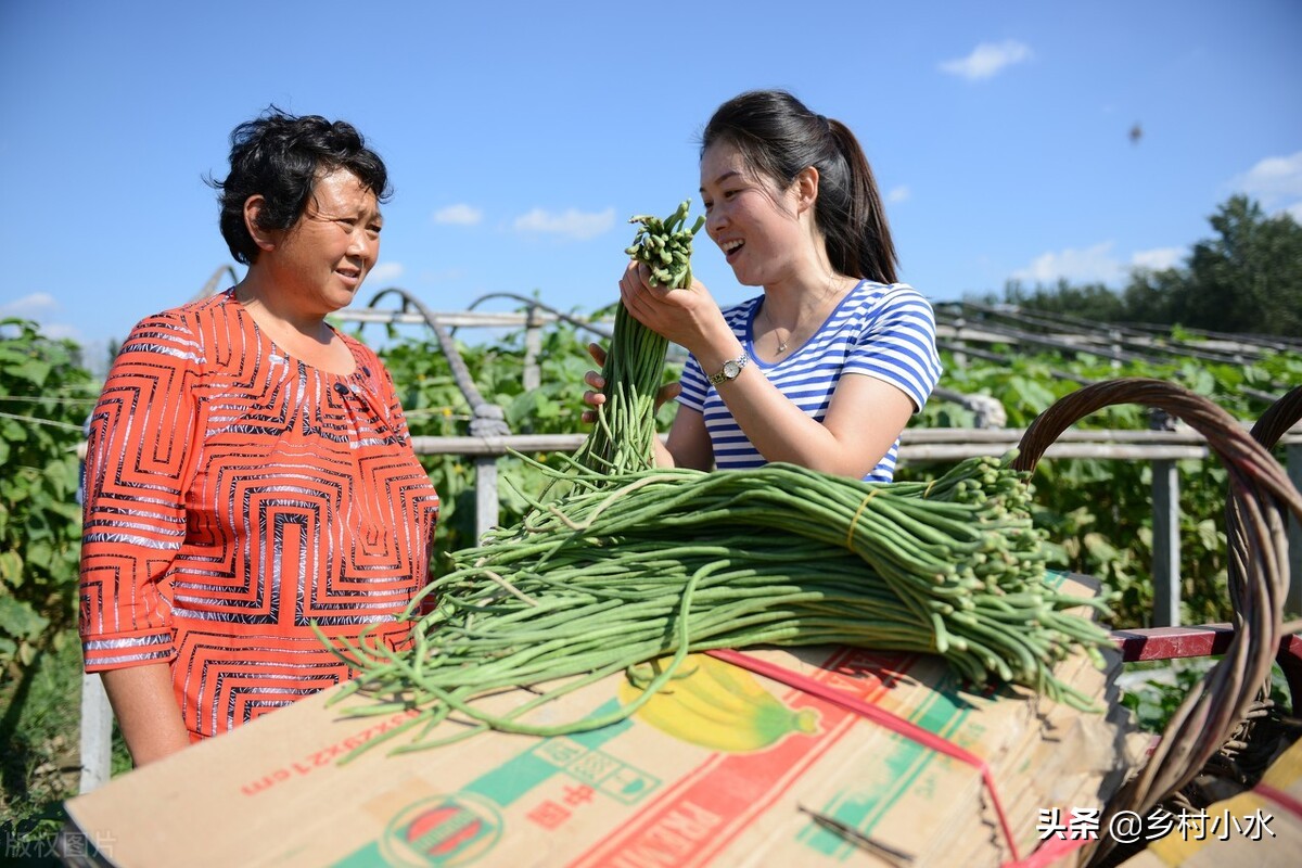 缸豆,缸豆和豇豆的区别