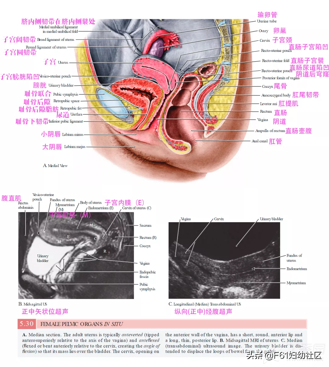 子宫颈是什么样的(女性生殖解剖（子宫部分）)