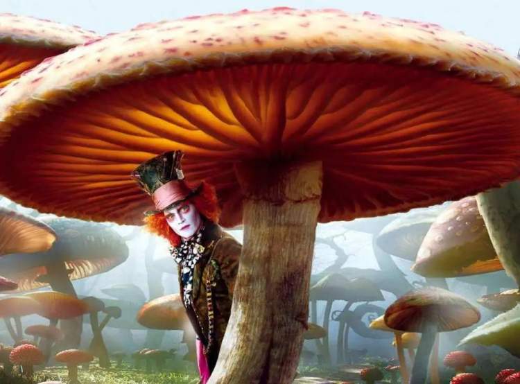 蘑菇上面的点点是什么(蓝精灵头上戴的帽子,其实是致幻蘑菇)