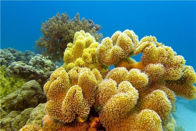 海底植物是什么（海底植物是什么样子的）-第4张图片-科灵网