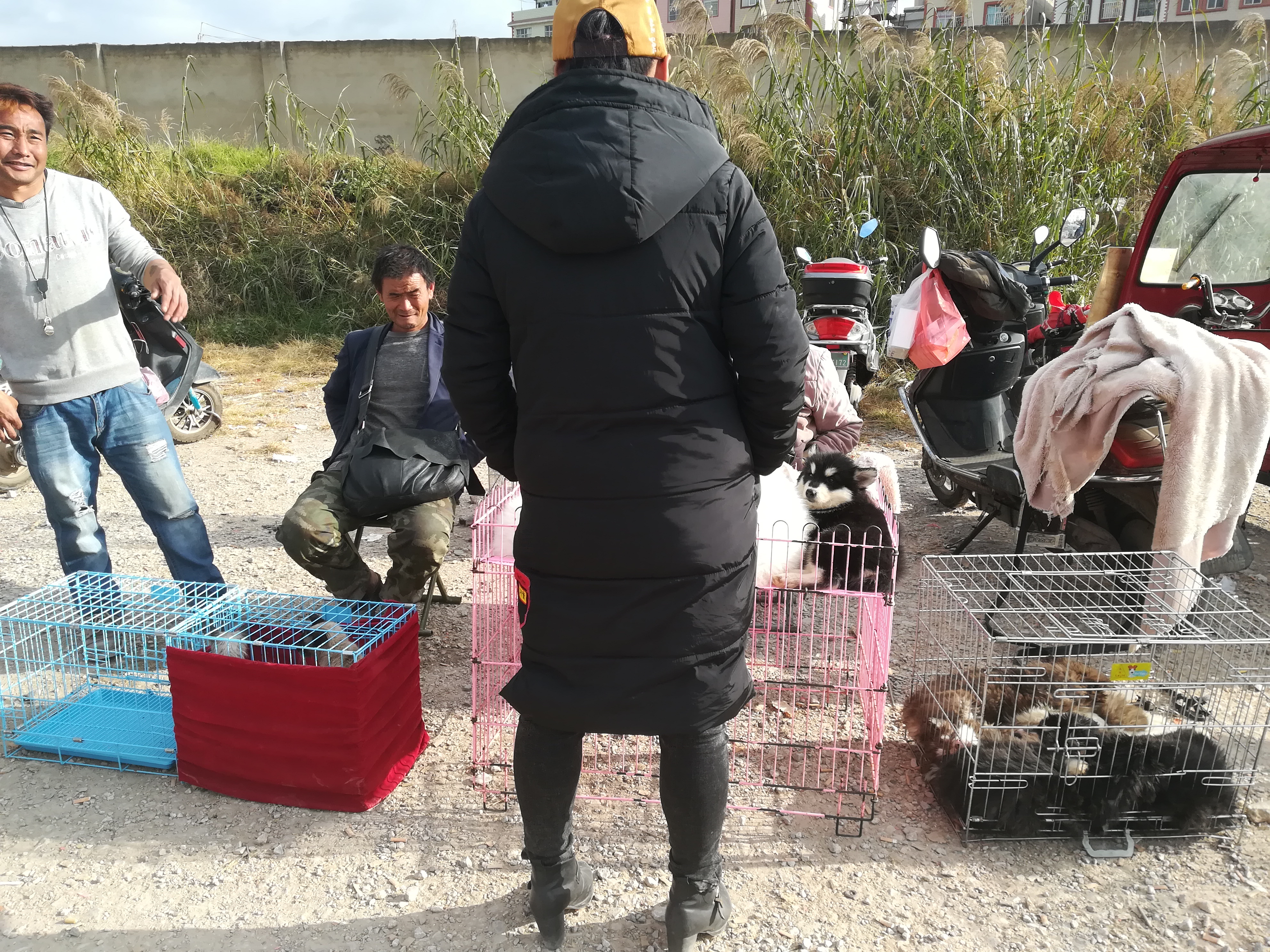 狗市：商贩出售萨摩耶喊价600元，顾客却想400元买走？