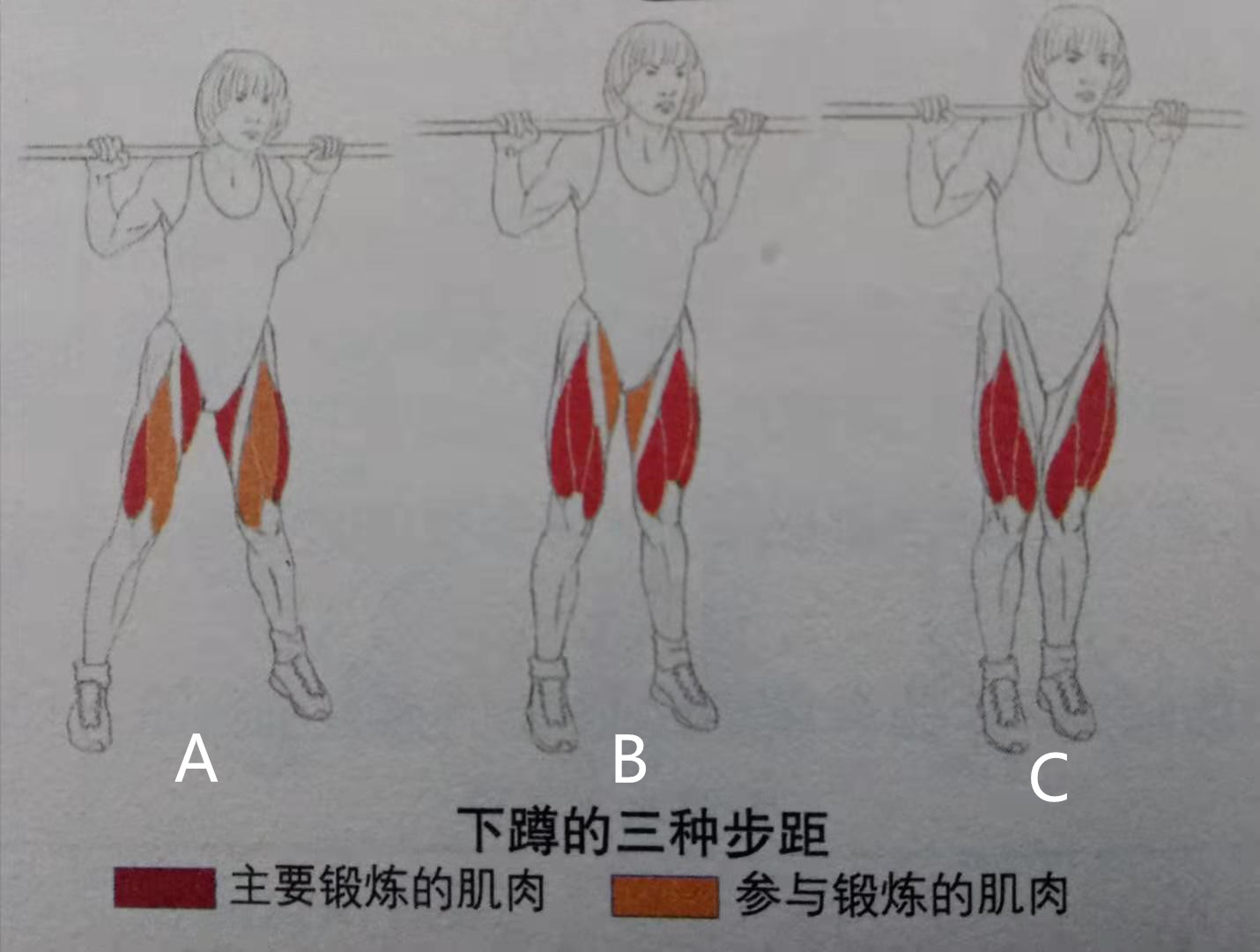 举重机的使用方法(做杠铃深蹲能练好下肢肌肉力量和围度吗？要掌握4个动作重点才行)