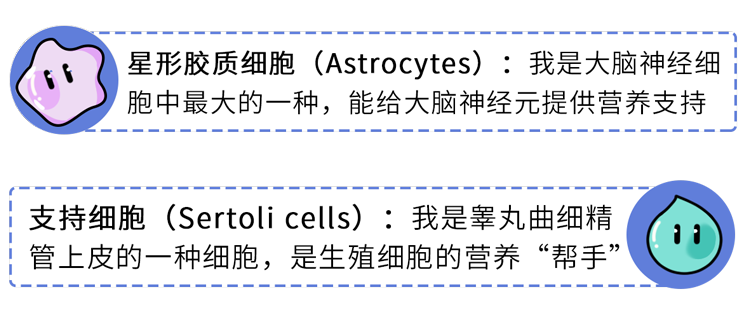 为什么男人会“好色”？科学解释：蛋蛋与大脑共享92%的蛋白质