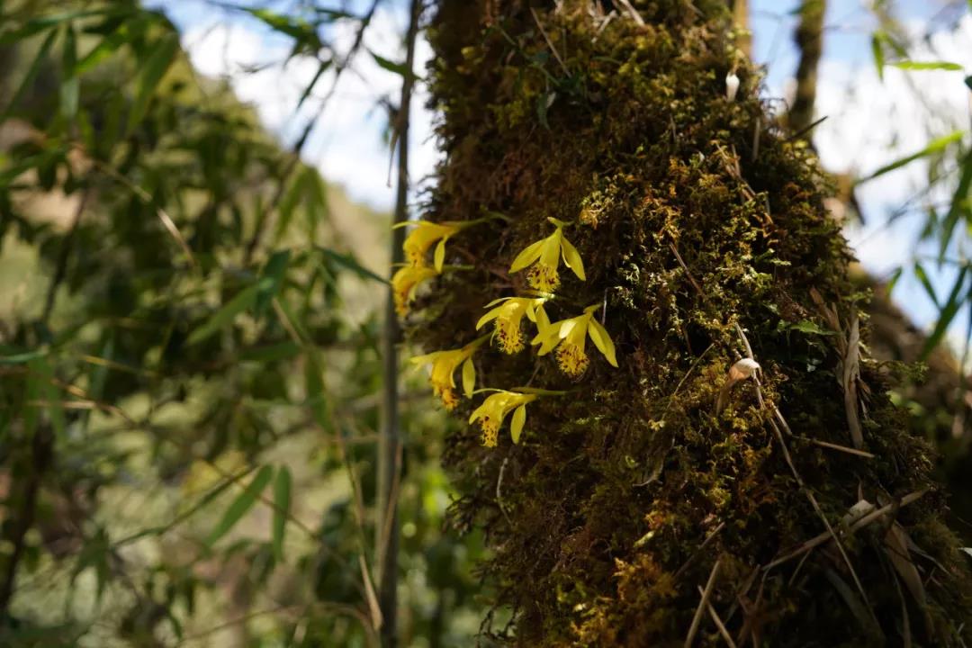 林草科普|中国兰科植物 - 独蒜兰属