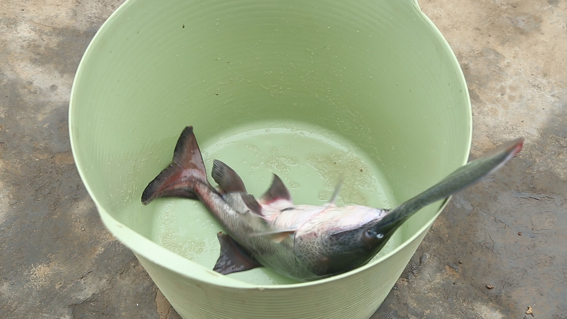 鸭嘴鱼养殖前景分析,算完这笔账,你还愿养吗?