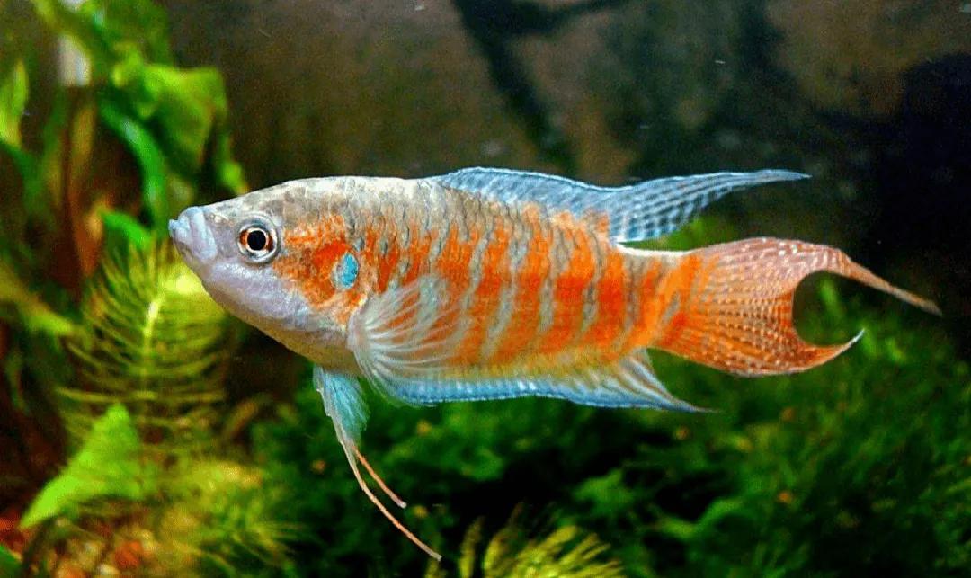 叉尾斗鱼不仅好看-普通叉尾斗鱼 - 114知识网
