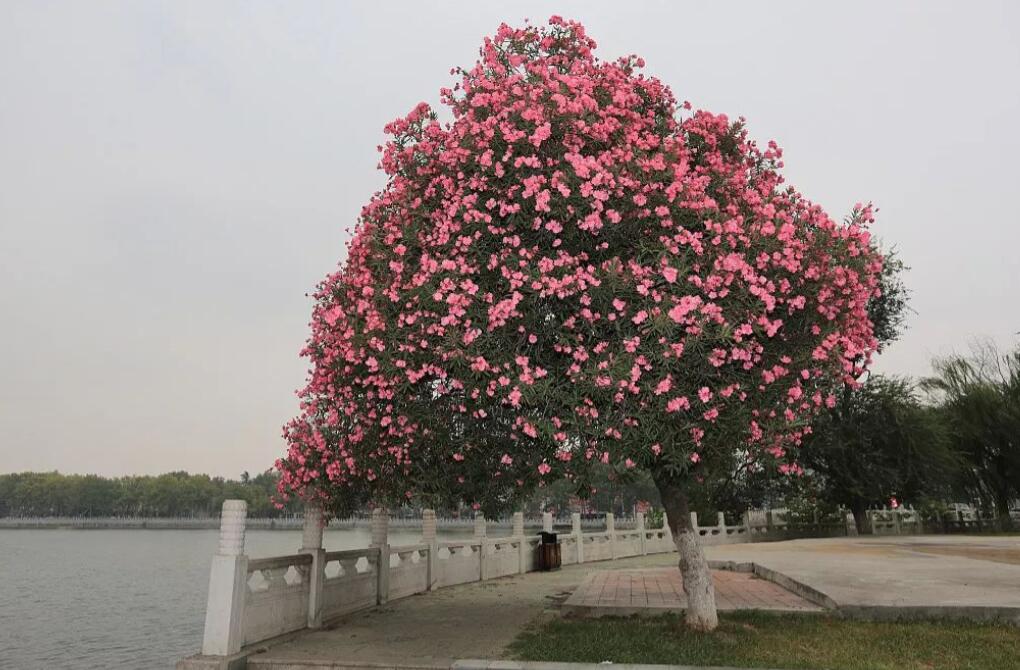 夹竹桃10片叶就可能要人命！为何还成为大城市“烂大街”的植物？