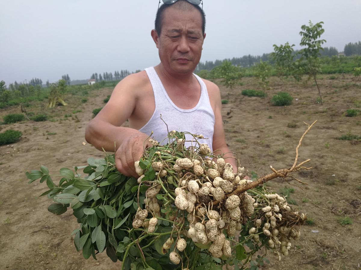 花生種植技術,花生種植技術與管理方法