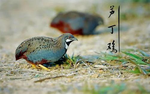 芦丁鸡能长多大（比鸡蛋还小的鸡营养却很高）