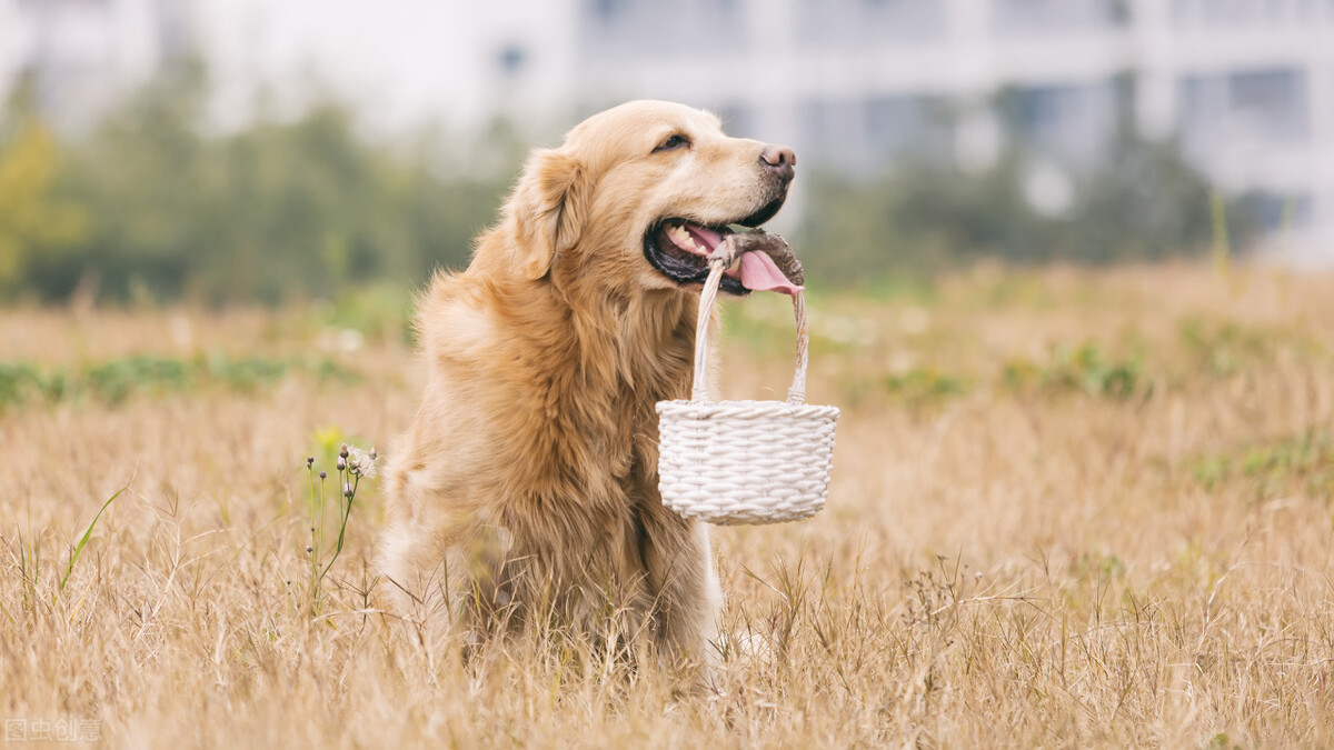 金毛是猎犬吗（三个小知识带你深度了解金毛犬）