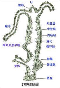 无性繁殖的动物有哪些（十大繁殖方式特殊的无性繁殖动物）