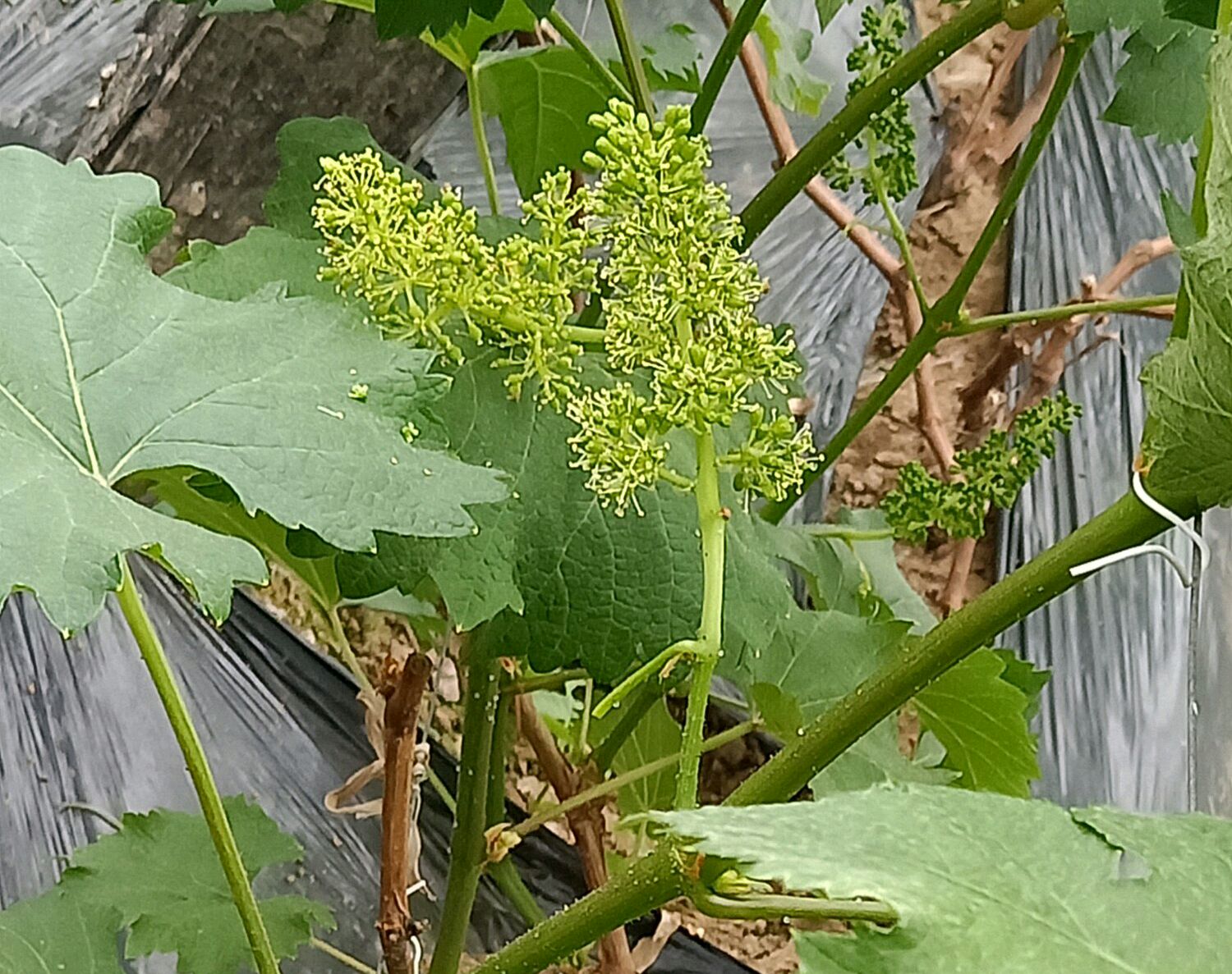 葡萄开花前打什么药保花保果（葡萄开花时用什么药才能保花保果）-第8张图片-科灵网