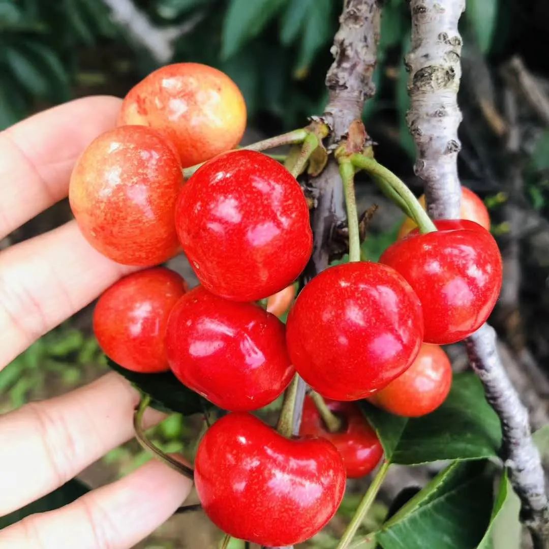 青春不散场，未来皆可期！高考毕业旅行季，我在蓬莱等你！