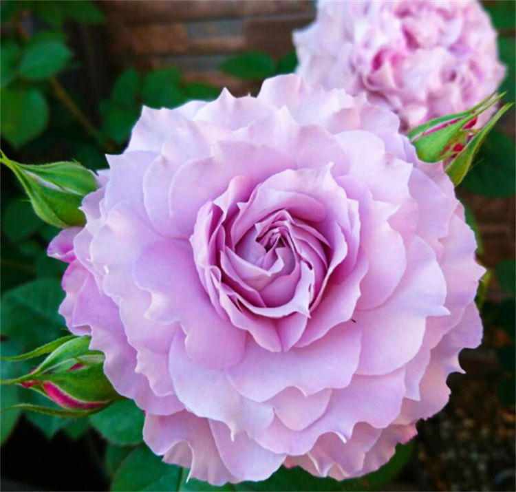 海洋之歌月季是(30款月季花大合集图鉴)