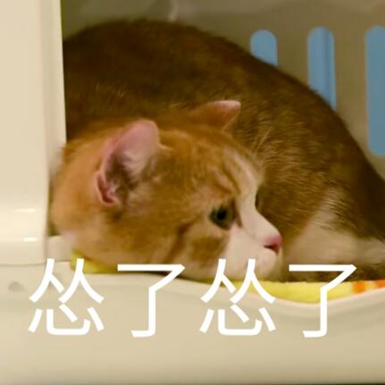 蒂姆嘟嘟tim猫品种(今天的猫猫也是元气满满呢)