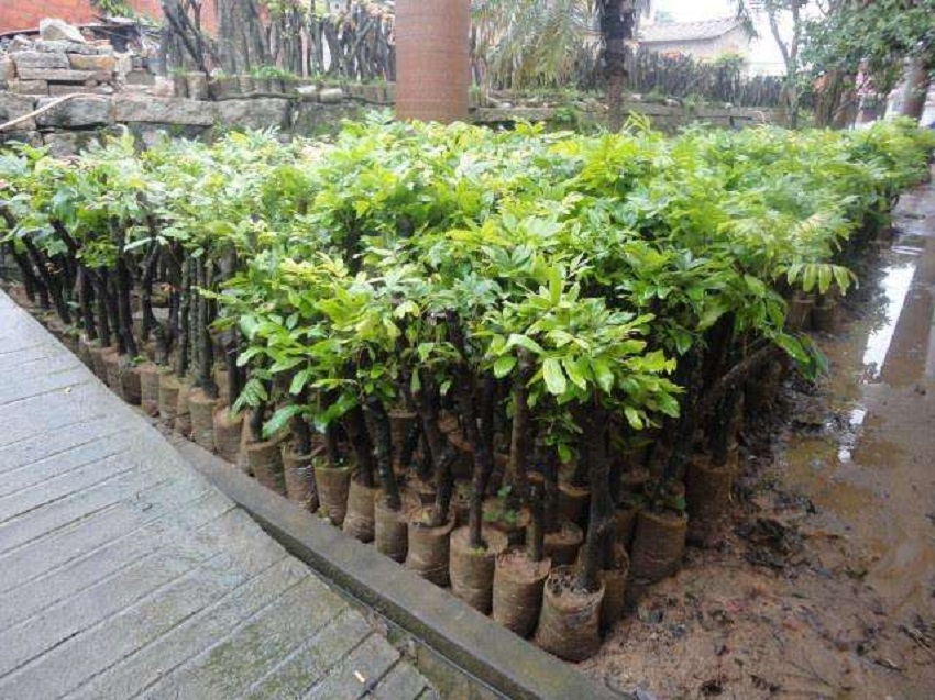 只要做好这四项工作,能够很快地繁殖龙眼树苗,促进龙眼果园形成.