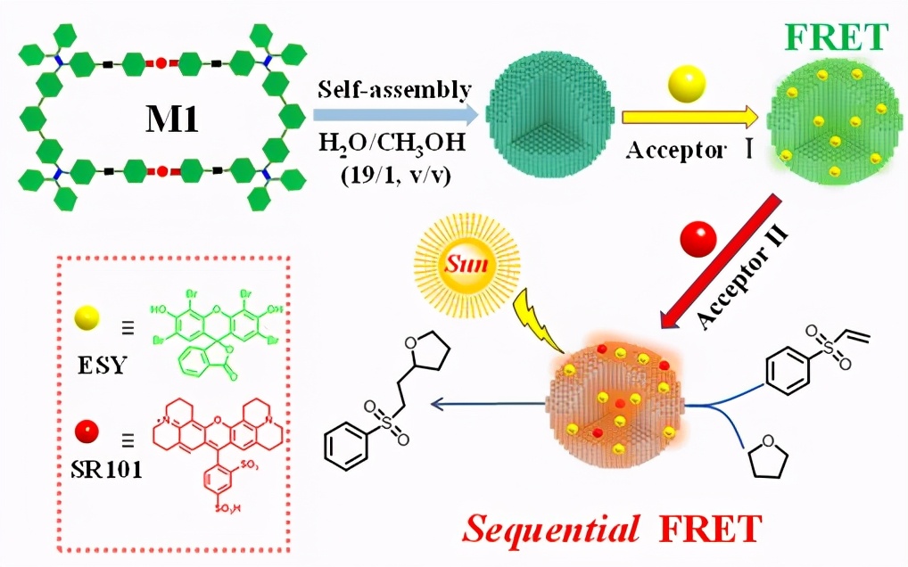 东华大学材料科学与工程学院（抗癌）