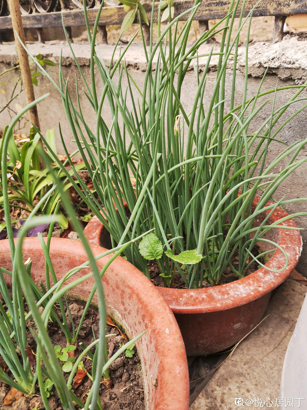 素菜大全,素菜大全家常菜做法