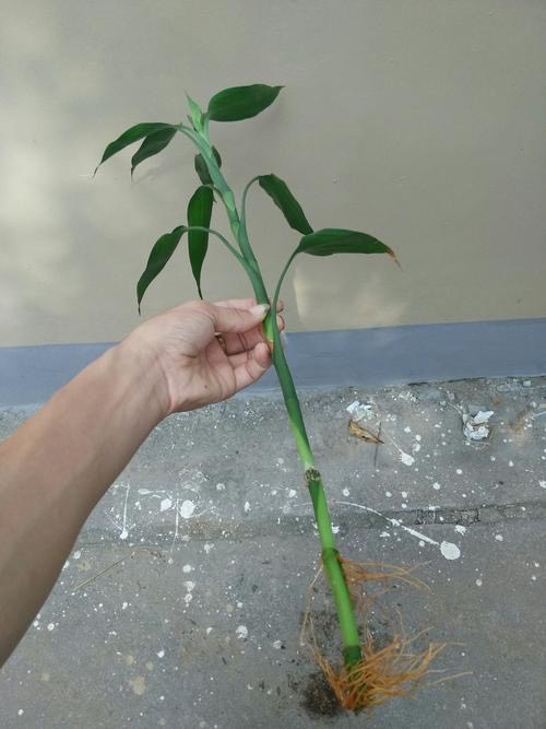 富贵竹水培几枝好？做对这“1点”，叶绿枝壮长势好，旺财又镇宅