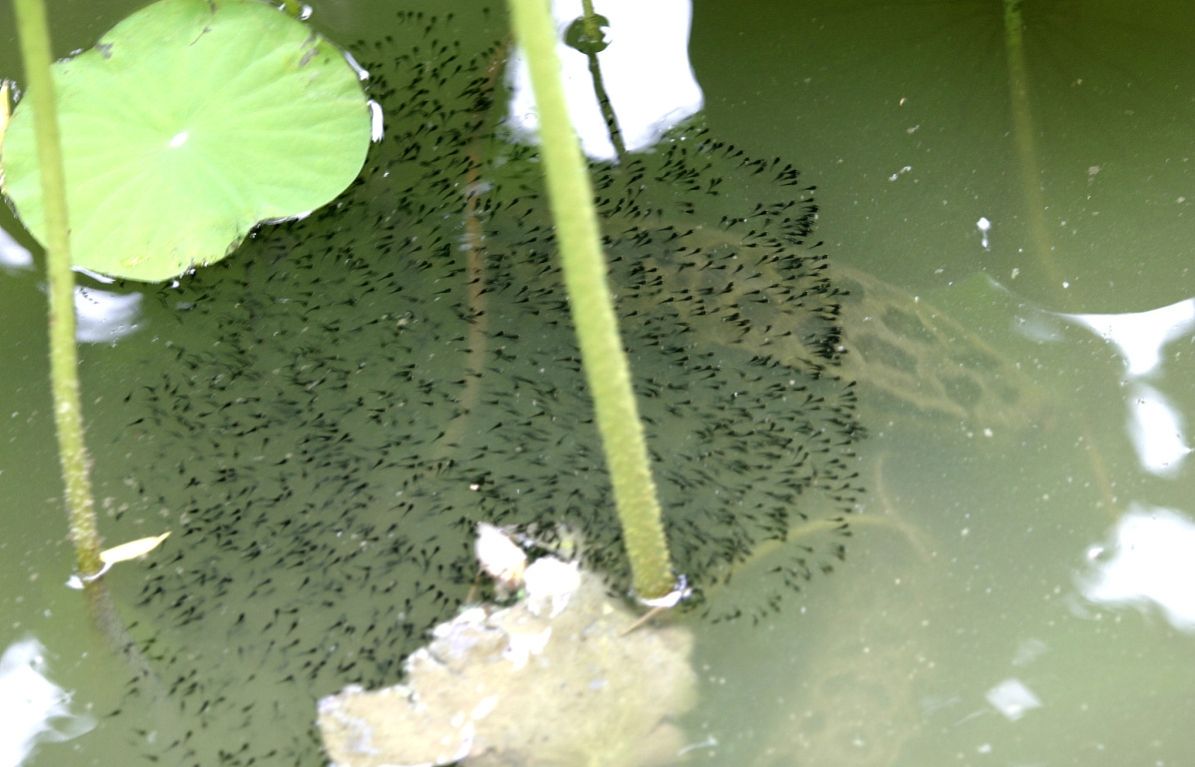 財魚,財魚湯的做法 補傷口愈合