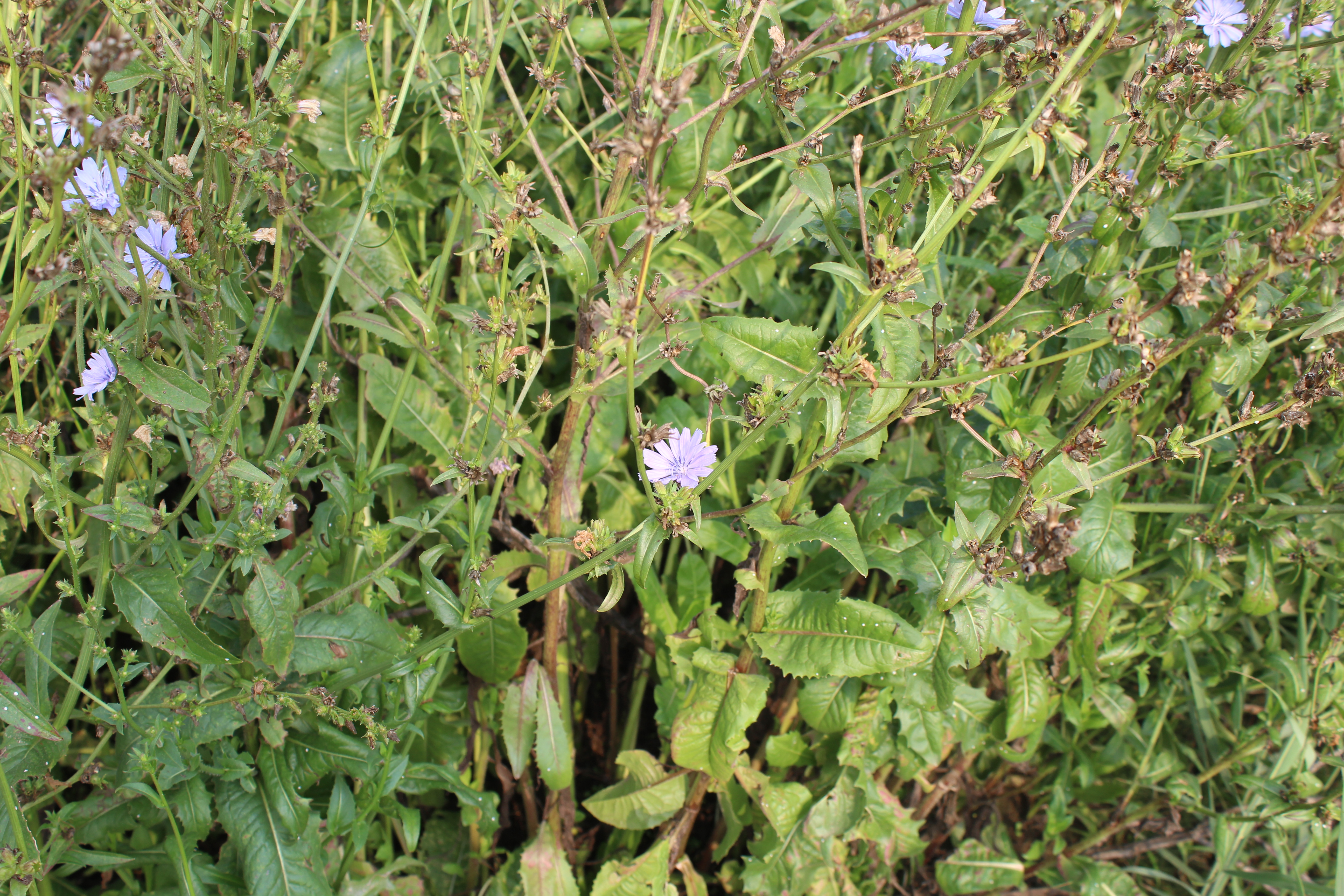 菊苣的功效与作用(揭秘菊苣的药用价值与临床功效)