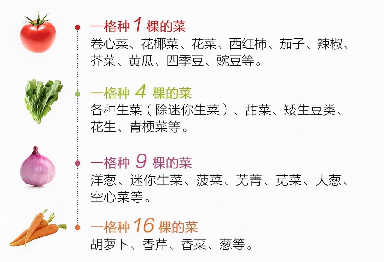 衢州农民建“一米菜园”5亩地巧赚20万，如何规划成亮点，不简单