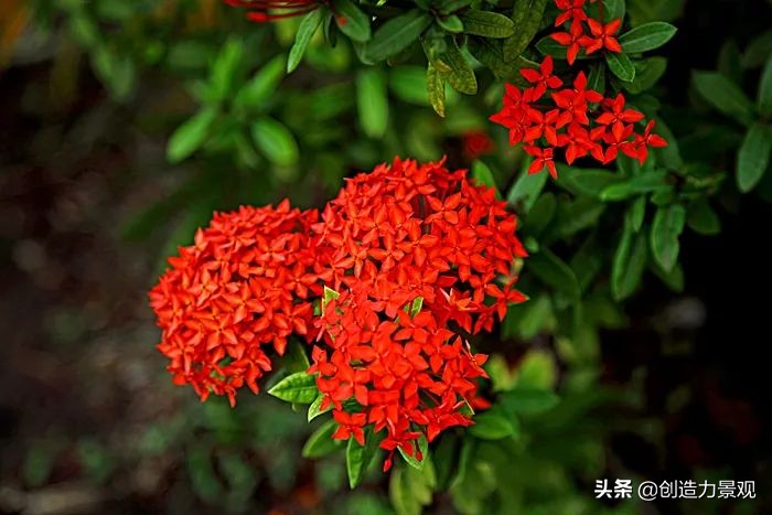 常见的10种全年开花的植物,种上这些,让你的院子四季都有花开