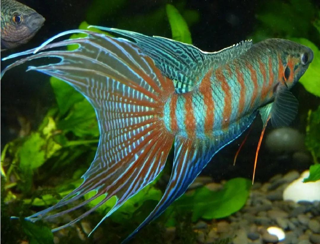 叉尾斗鱼不仅好看-普通叉尾斗鱼 - 114知识网