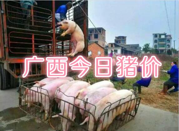 广西今日猪价播报：2019年5月22日广西猪价行情，上涨！