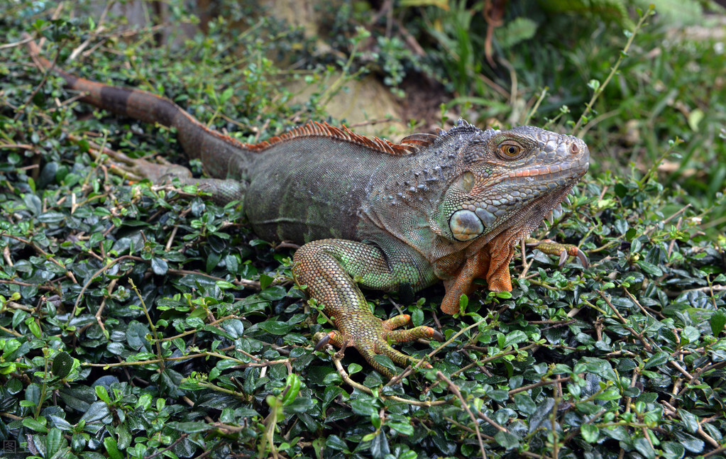总是断尾求生的蜥蜴,尾巴是怎么长出来的?