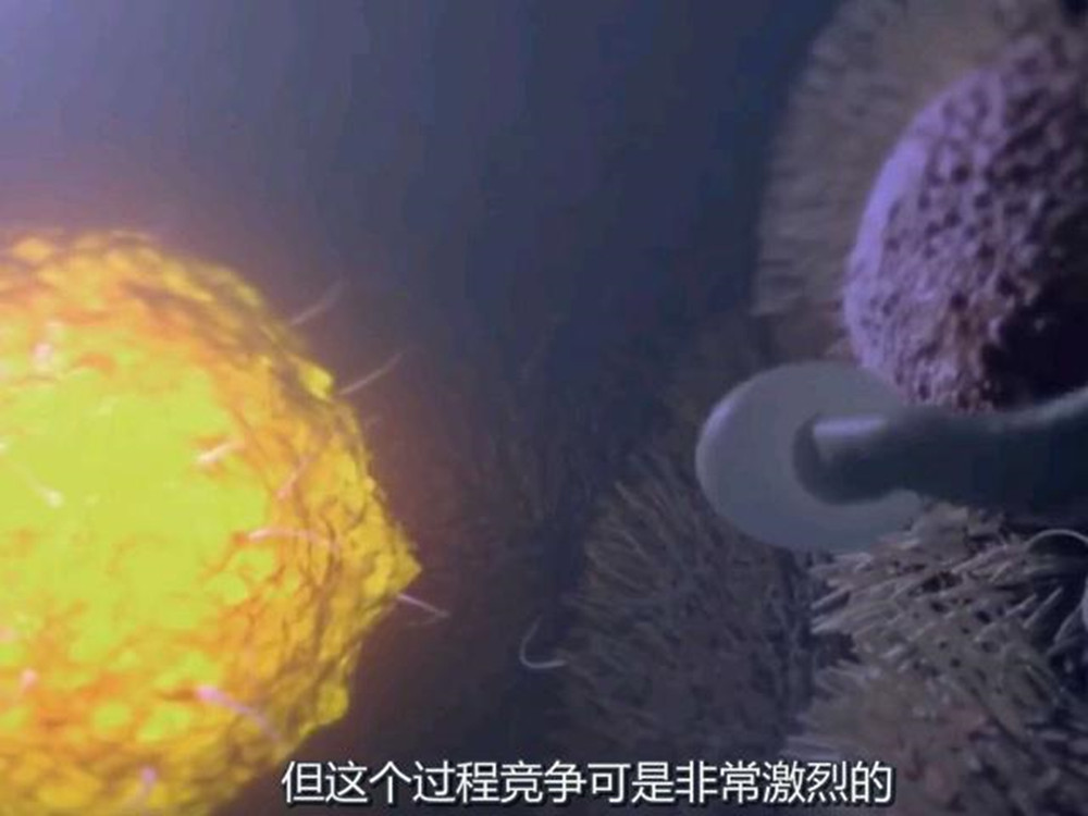 新生命是如何诞生的？“进球”前的过程，别不好意思看